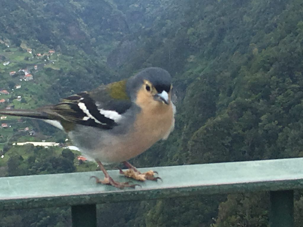 Chaffinch at the Belvedere on the Balções walk