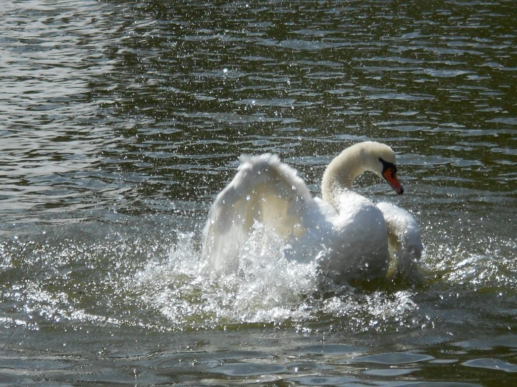 Swans in Santa Catarina Park