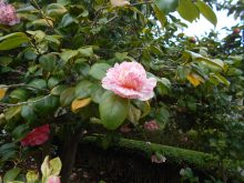 Camellias - Palheiro gardens