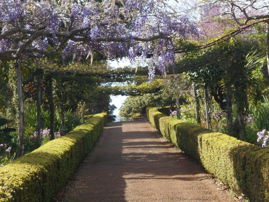 Wisteria in Palheiro Gardens