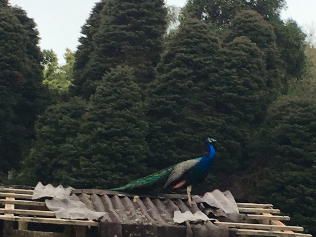 Peacock in Santo da Serra Park