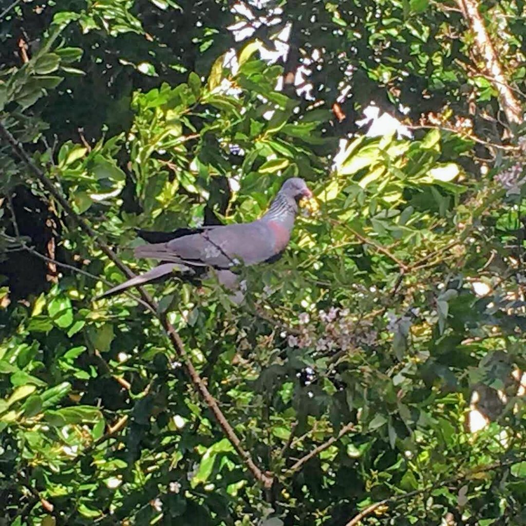 Trocaz Pidgeon in Palheiro Gardens